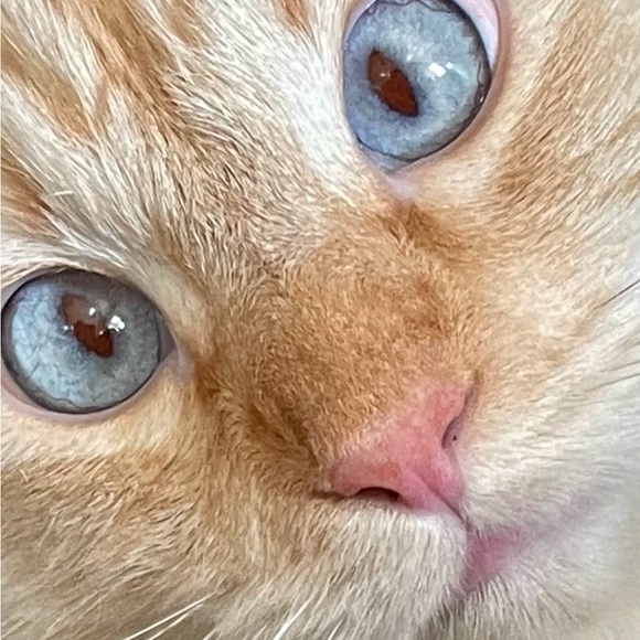 dawniempz